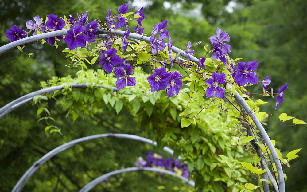 Landscape design at Harewood